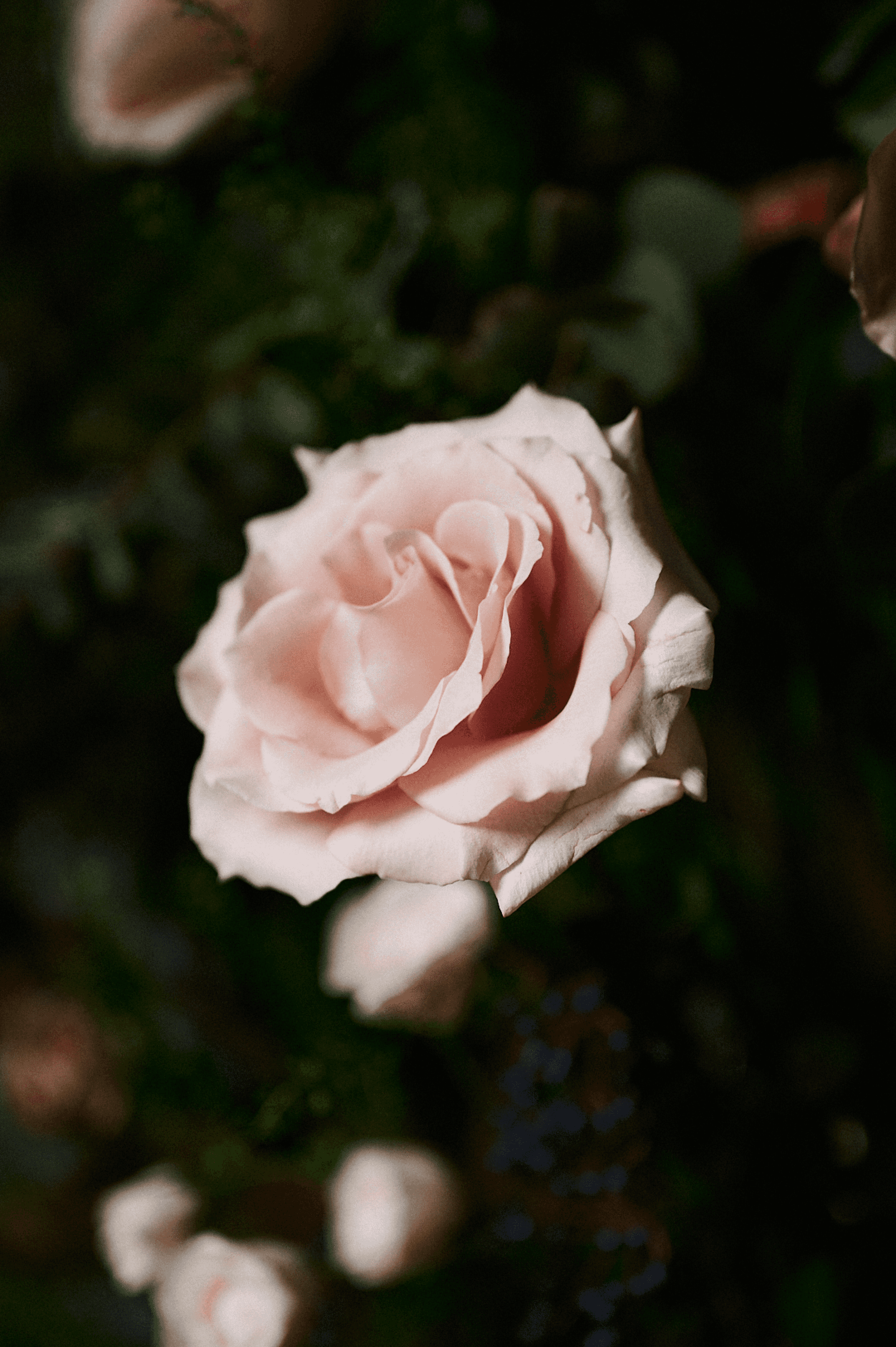 Rosa